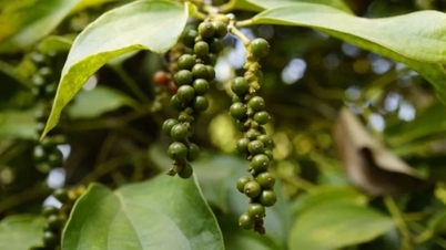 Losing an important milestone, pepper is under pressure as cash flows continue to pour into coffee trading and the USD remains high.