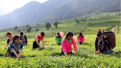 Finding sustainable markets for tea products