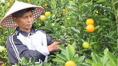 Händler „schließen“ ihre Gärten früh ab, die Kumquat-Hauptstadt Zentralvietnams ist während der Tet-Saison geschäftig