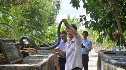 កសិករ​គៀន​យ៉ាង​ចិញ្ចឹម​ពស់វែក​ព្រៃ​ពុល​ខ្លាំង​ពង​លក់​បាន​១​លាន​ក្នុង​១​គីឡូក្រាម