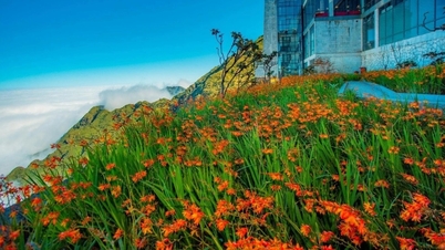 Fansipan welcomes thousands of tourists to enjoy the 2024 Rice Festival