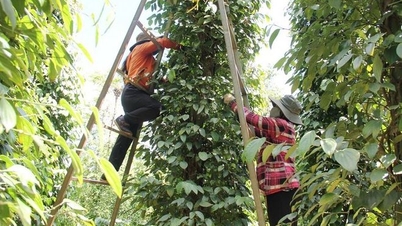 Xuất khẩu hồ tiêu cán mốc 1 tỷ USD