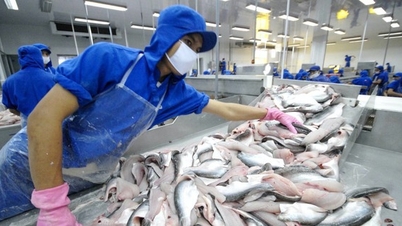 Thủy sản Nam Việt làm gì để đạt được mục tiêu lãi ròng tăng gấp 8 lần trong năm nay?