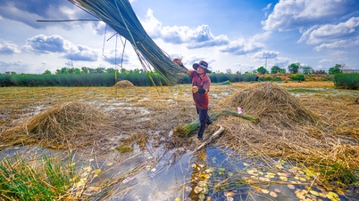 Giống cỏ dễ trồng, cho thu nhập hàng trăm triệu đồng