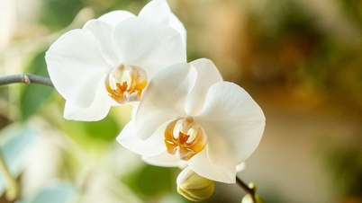 Which Southeast Asian country has three national flowers?