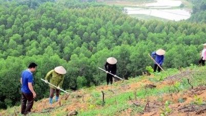 Yêu cầu giải quyết dứt điểm tình trạng tranh chấp đất đai tại các công ty nông, lâm nghiệp