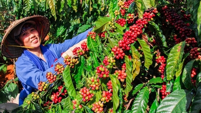 Giá cà phê xuất khẩu giảm phiên thứ ba liên tiếp