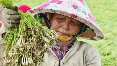 Miền Tây trúng củ kiệu đầu mùa, lại thêm trúng giá