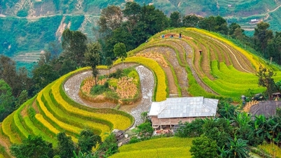 ទិដ្ឋភាពនៃរដូវប្រមូលផល Hoang Su Phi