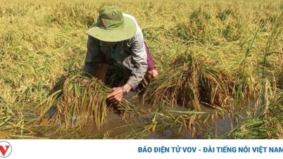 ข้าวฤดูใบไม้ร่วง-ฤดูหนาวเสียหายจากพายุฝนฟ้าคะนอง ชาวนาห่าวซางประสบความสูญเสียสารพัด