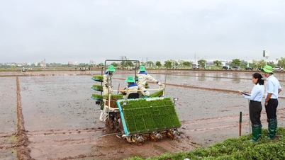 តើនរណាជាប្រតិបត្តិករស្ទូងស្រូវល្អបំផុតក្នុងរដូវដាំដុះឆ្នាំ 2024 នៅទីក្រុងហាណូយ?