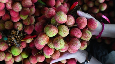 ពងមាន់ផ្អែម Hung Yen