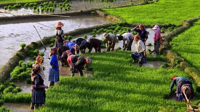 Farmers work on picturesque fields in Mu Cang Chai during the flooding season.