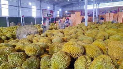 Siết kiểm dịch sầu riêng sau cảnh báo từ Trung Quốc