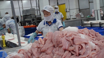 Xuất khẩu cá tra đạt 2 tỉ USD giữa khó khăn bủa vây người nuôi cá