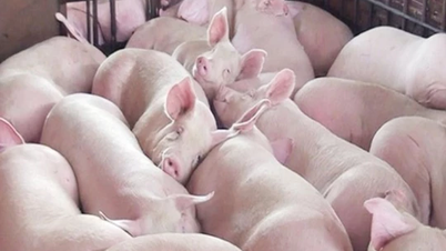 Pig price on December 26, 2024: Mixed fluctuations across the country, highest level 69,000 VND/kg