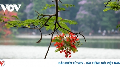 "Into Summer" ជាមួយតន្ត្រីករ Le Huu Ha