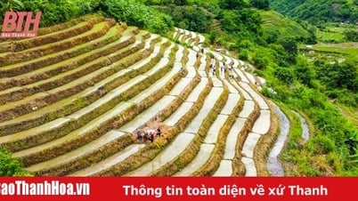 Gehen Sie zur Feldarbeit in der abgelegenen Grenzregion Thanh Hoa
