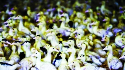 Consider using bird flu vaccine to prevent pandemic
