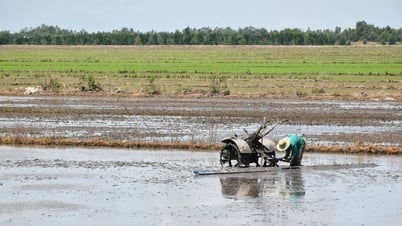 Nông dân vùng Đồng Tháp Mười khẩn trương cày trục đất đón lũ để tháo chua, rửa phèn