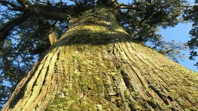 Árboles patrimoniales de Vietnam: valiosos recursos verdes de la nación