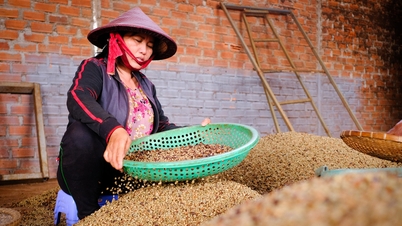 Việt Nam xuất khẩu cà phê top đầu: Đã tới lúc tự định đoạt?