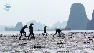 តាមអ្នកនេសាទខេត្ត Quang Ninh ដើម្បីចាប់ដង្កូវនាងខ្សាច់