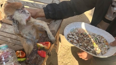 Con người và động vật chịu chung nạn đói trong vườn thú Gaza