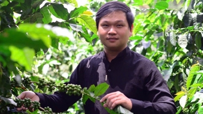 Dự báo giá cà phê ngày mai 29/12/2024: Tiếp tục giảm giá