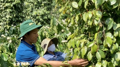 តើ​ការ​ឡើង​ថ្លៃ​នៅ​តែ​មាន​ទេ?