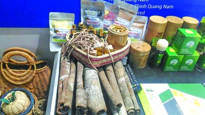 Trăn trở thị trường cho quế Trà My