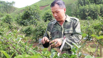 Un agricultor de Bac Giang está a punto de ganar miles de millones cultivando el "elixir del caballero" a gran escala