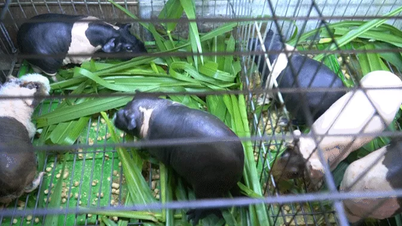 Ho Chi Minh City residents spend millions to raise "hippos" as pets