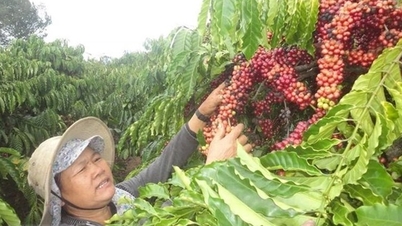 Vốn chính sách làm thức dậy đất nghèo Chư Sê