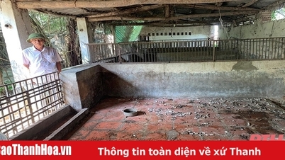 Người chăn nuôi không mặn mà tái đàn