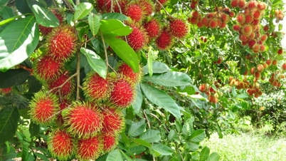 Mùa chôm chôm chín ruộm ở Long Khánh