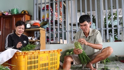Successfully growing chives, a vegetable rich in vitamin B and calcium, people in Ba Ria-Vung Tau have high salaries.