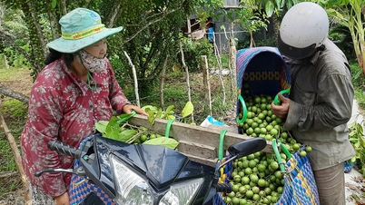 រដូវផ្លែឈើនៅលើជួរភ្នំ That Son