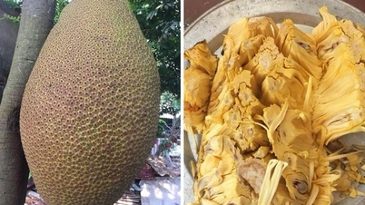ខ្នុរ​នៅ​បាក់​យ៉ាង​ទម្ងន់​ជិត​៧០​គីឡូក្រាម​បំបែក​កំណត់ត្រា​ម្ចាស់​បង្ហាញ​ពូជ​ខ្នុរ​ពិសេស​រសជាតិ​ភ្ញាក់ផ្អើល