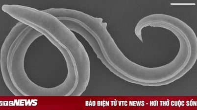 Sinh vật tuyệt chủng sống dậy sau 46.000 năm đóng băng ở Nga