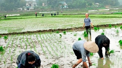 តម្លៃ​ស្រូវ​រដូវ​រងា​ឡើង​វិញ