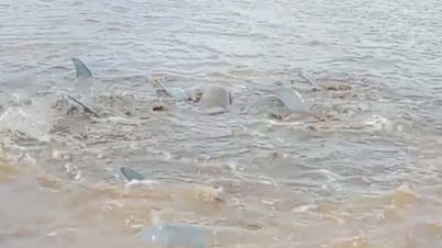 Discovering a school of stranded dolphins, people at Cai Cung estuary, Bac Lieu tried to rescue them and bring them back to sea.