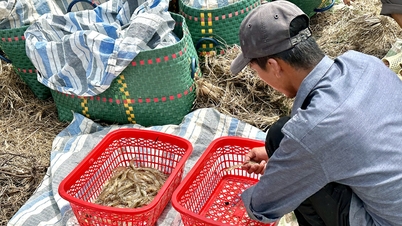 Xuất khẩu thủy sản trông vào nửa cuối năm