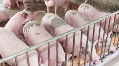 Pig price on November 6, 2024: Slight increase in the Central and Southern regions, ranging from 58,000 - 64,000 VND/kg
