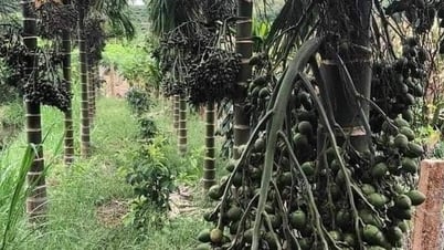 តើ​អាជីវករ​វៀតណាម​ធ្លាប់​ទិញ​គ្រាប់​ស្វាយចន្ទី​តម្លៃ​ប៉ុន្មាន​នៅ​តំបន់​ណា​?