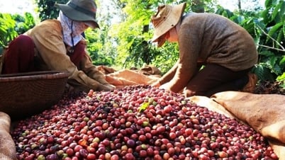 Dự báo giá cà phê 15/8/2024: Đồng loạt lao dốc?