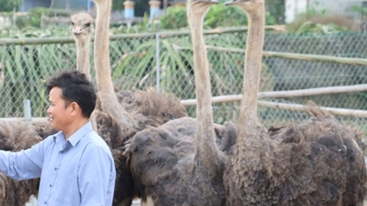 កសិករ Thai Binh ផ្តល់ប្រាក់ខែខ្ពស់សម្រាប់ការចិញ្ចឹមសត្វស្លាបយក្សដែលរត់លឿនជាងសេះ