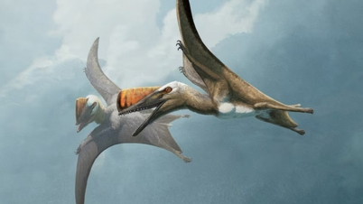 Fossils shed light on history of ancient pterosaurs