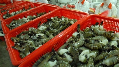 Thị trường Trung Đông chỉ chiếm 1,3% kim ngạch xuất khẩu tôm Việt Nam
