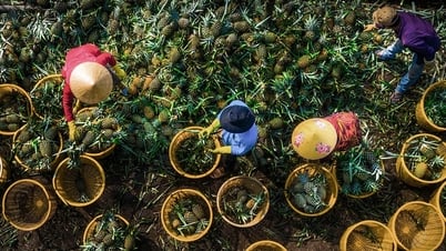 Dự báo xuất khẩu khởi sắc; hàu chết bất thường ở Khánh Hòa